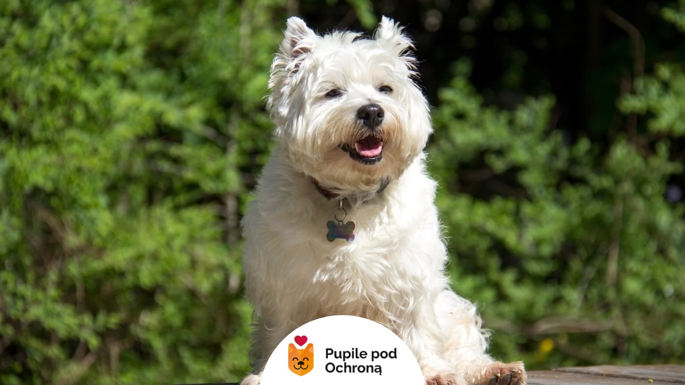 Biały pies rasy west highland white terrier bieginie po trawie