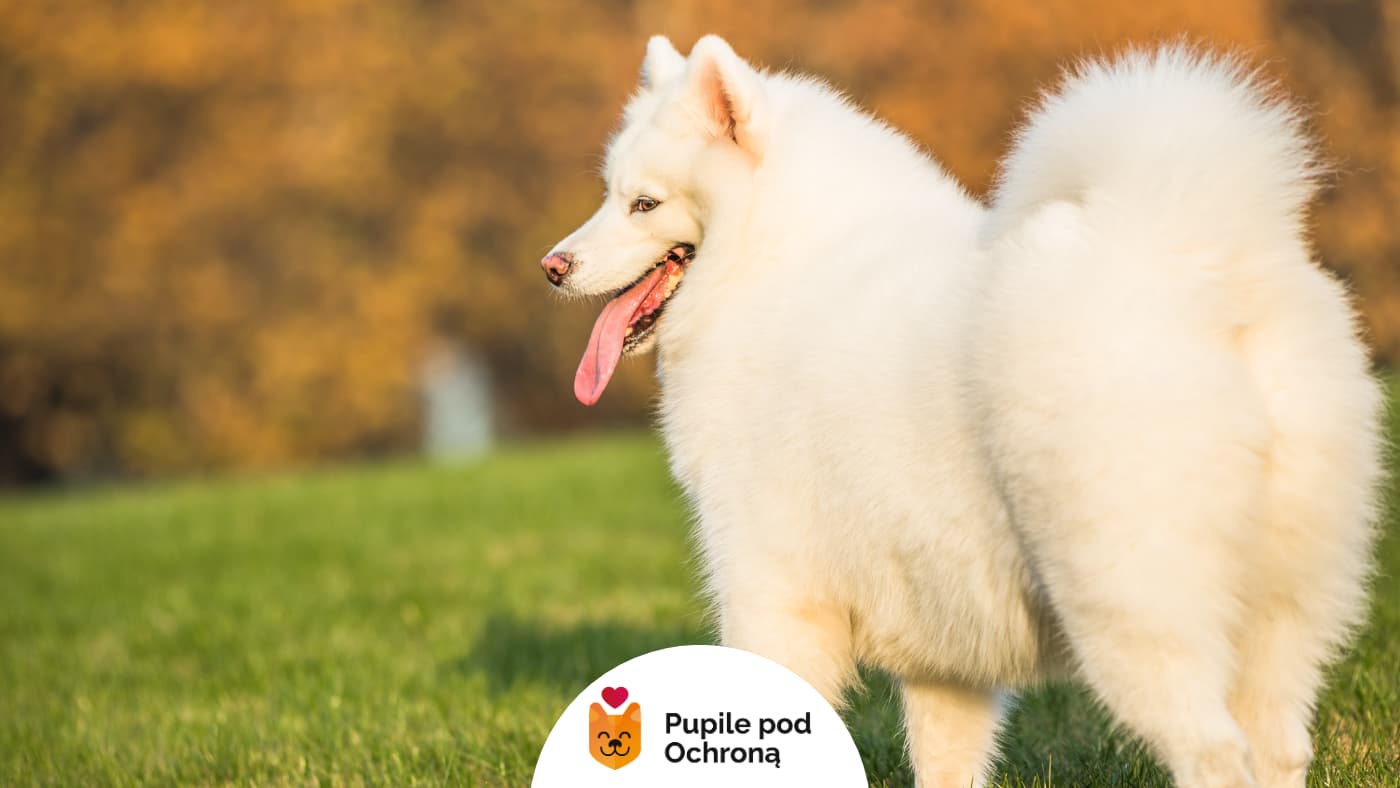 Białe rasy psów - Samoyed