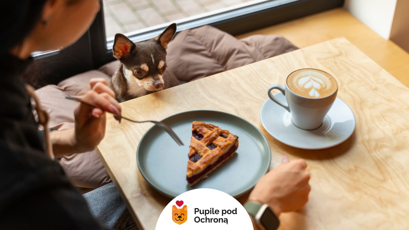 Pies i wlaścicielka siedzą w kawiarni, właścicielka je ciasto, pies patrzy na talerz