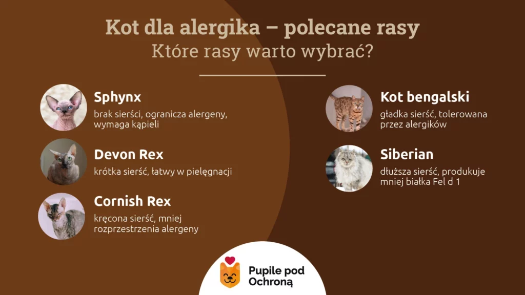 Infografika przedstawiająca polecane rasy kotów dla alergików