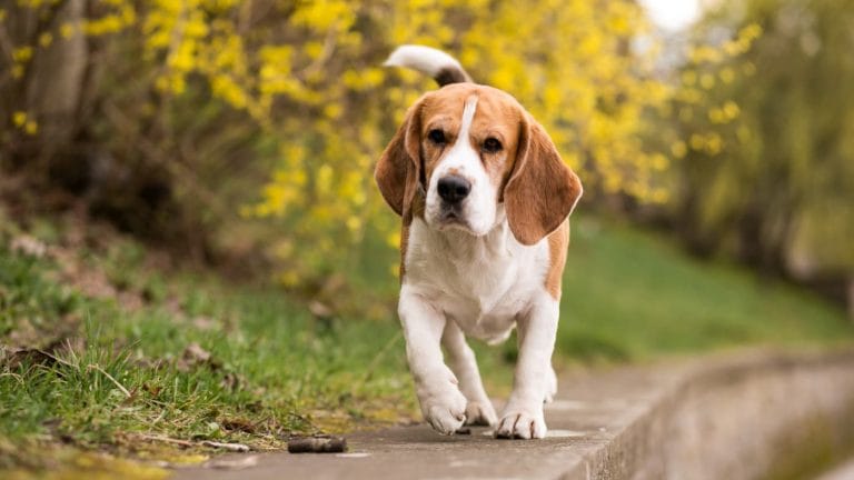 pies rasy beagle biegnie po murku