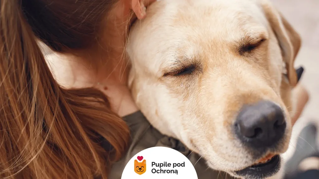 pies z jasnym umaszczeniem typu labrador przytula się do opiekuna