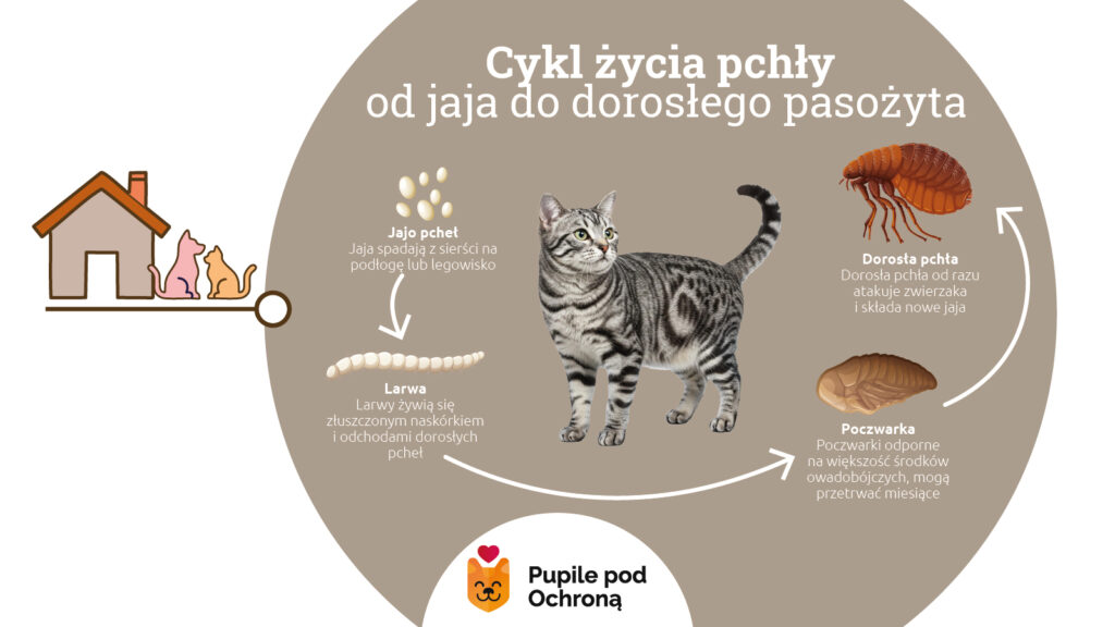  Grafika informacyjna w przystępny sposób ilustruje cztery etapy cyklu rozwojowego pchły: jajo, larwę, poczwarkę i dorosłą pchłę. Pokazuje, jak jaja składane przez dorosłego osobnika spadają z sierści kota do otoczenia (domu), gdzie przechodzą kolejne stadia rozwoju. Infografika podkreśla, że poczwarki mogą przetrwać miesiącami i są odporne na środki owadobójcze, co tłumaczy, dlaczego zwalczanie pcheł jest tak trudne.