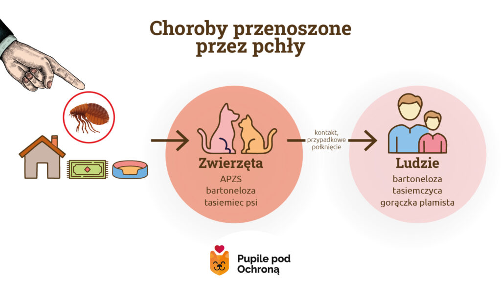  Infografika wizualizuje drogi przenoszenia chorób przez pchły.  Wskazuje, że pasożyty ze środowiska (dom, dywan, legowisko) atakują zwierzęta, mogąc wywołać u nich m.in. APZS, bartonelozę i tasiemca psiego. Następnie grafika pokazuje, że poprzez kontakt lub przypadkowe połknięcie pchły, choroby takie jak bartoneloza, tasiemczyca czy gorączka plamista mogą zostać przeniesione na ludzi