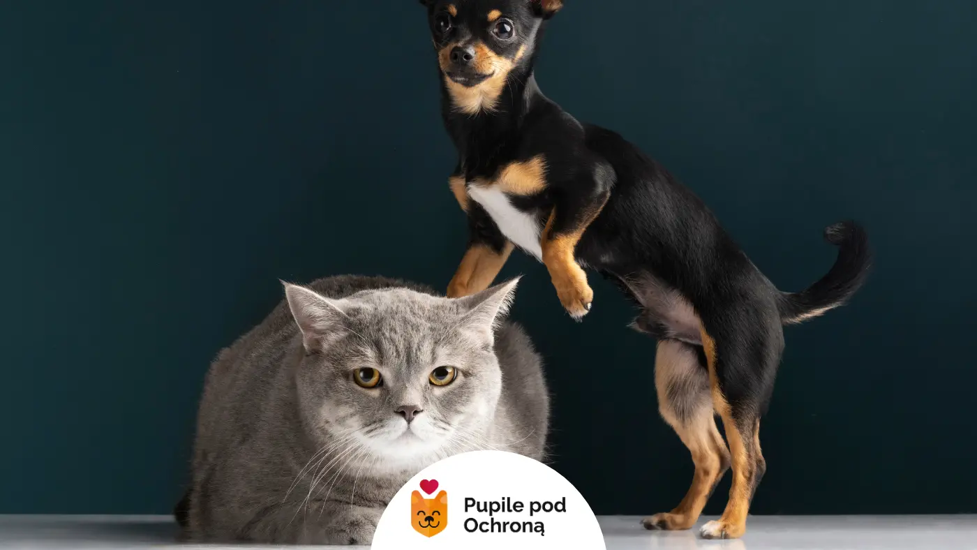 kot i pies pozują do zdjęcia