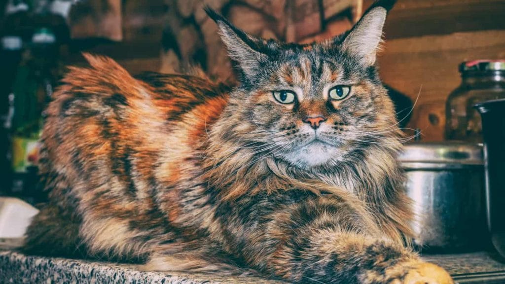starszy kot rasy maine coon odpoczywa leżąc na blacie kuchennym