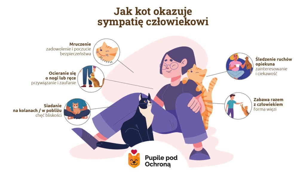 Infografika pokazująca, jak kot okazuje sympatię: mruczenie, ocieranie się, siadanie na kolanach, śledzenie i wspólna zabawa.