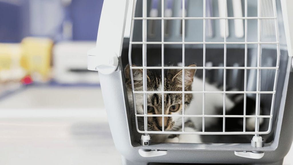 smutny kot w transporterze u lekarza weterynarii