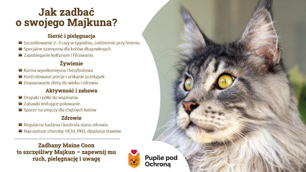 Infografika o tym, jak zadbać o kota Maine Coon, z poradami na temat pielęgnacji sierści, żywienia, aktywności i zdrowia. Zawiera cztery kluczowe sekcje: "Sierść i pielęgnacja", która podkreśla konieczność regularnego czesania; "Żywienie", wskazując na potrzebę stosowania diety wysokomięsnej; "Aktywność i zabawa", zachęcając do zapewnienia drapaków i zabawek; oraz "Zdrowie", przypominając o regularnych badaniach. W tle znajduje się portret majestatycznego, srebrnego Maine Coona, co wizualnie uatrakcyjnia przekaz. Infografika jest doskonałym uzupełnieniem artykułu, dostarczając czytelnikom skondensowanej i łatwej do zapamiętania wiedzy.