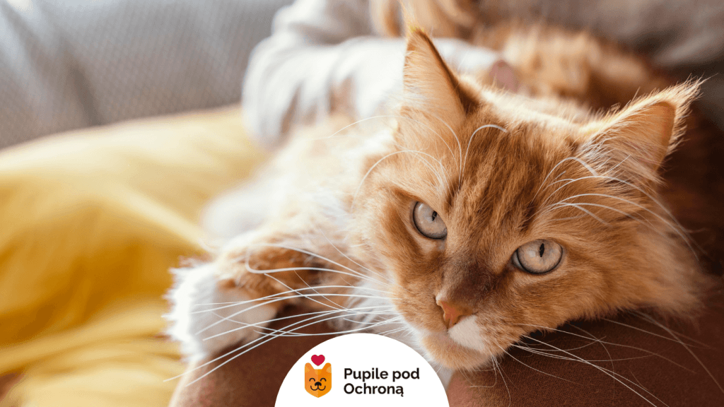 Rudy kot Maine Coon relaksujący się na kolanach opiekuna, co symbolizuje jego dobre zdrowie i łagodny charakter.