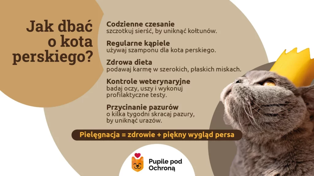 Infografika przedstawiająca jak dbać o kota perskiego