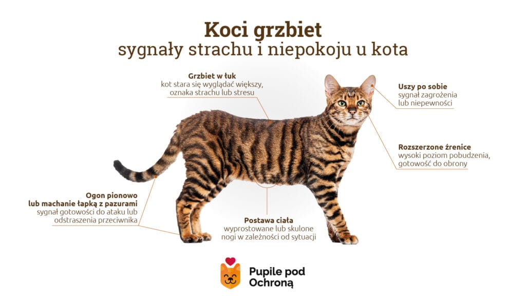 Grafika informacyjna szczegółowo analizuje postawę najeżonego kota. Centralnym punktem jest pręgowany kot z grzbietem wygiętym w łuk, a wokół niego umieszczono opisy kluczowych sygnałów strachu i niepokoju: położone uszy, rozszerzone źrenice, napięta postawa ciała oraz ogon jako wskaźnik gotowości do ataku lub obrony.