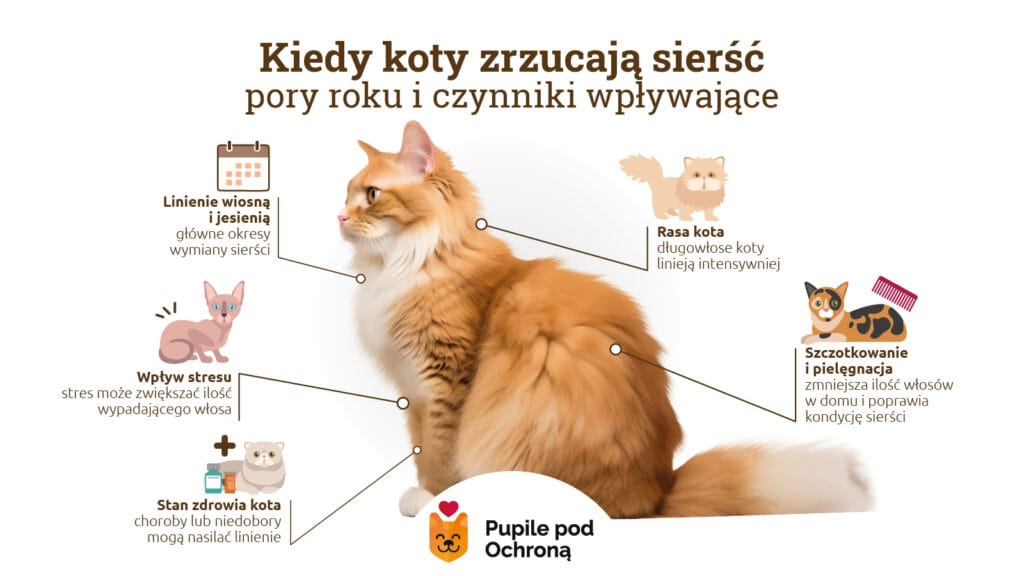 Grafika informacyjna w kompleksowy sposób przedstawia czynniki wpływające na linienie kota. W centrum znajduje się długowłosy kot, a wokół niego ikony symbolizujące główne przyczyny zrzucania sierści: sezonowe linienie (wiosna/jesień), wpływ stresu, stan zdrowia, cechy rasowe oraz znaczenie regularnego szczotkowania.
