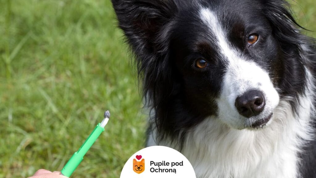 Czarno-biały border collie patrzy się w obiektyw. Obok niego człowiek trzyma szczypce z kleszczem.
