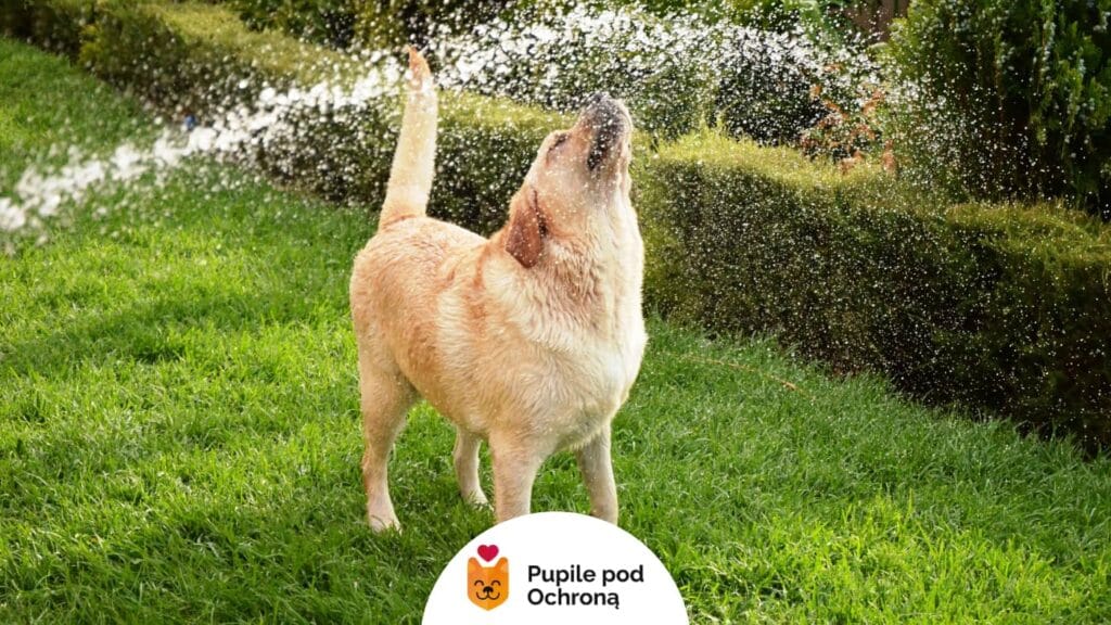 Jak pomóc psu w lecie? Jasnobrązowy pies rasy Labrador Retriever stoi na trawie, z z boku leci woda z węża ogrodowego i delikatnie oblewa psa