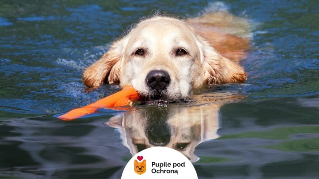 Jasnobrązowy pies rasy Golden Retriever płynie w stronię obiektywu, w pysku ma pomarańczową psią zabawkę