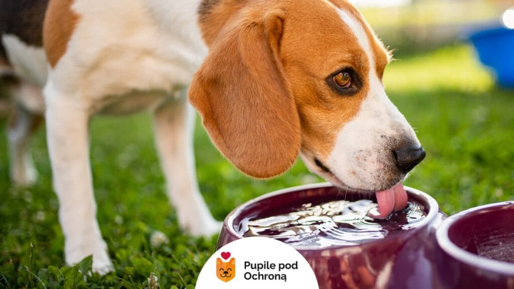 Mały pies rasy Beagle stoi na trawie i pije wodę z czerwonej miski