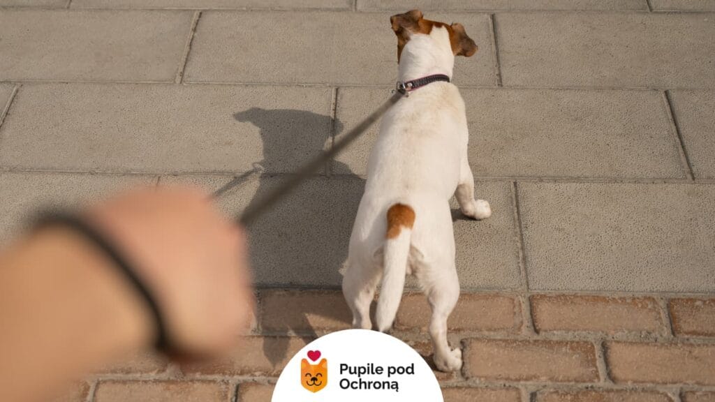 Mały pies rasy Jack Russell Terrier ciągnie właściciela na smyczy, po lewej stronie zdjęcia jest ręka