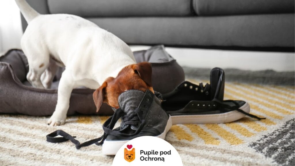4 błędy podczas wychowywania psa. Mały pies rasy Jack Russell Terrier stoi na posłaniu i gryzie czarne buty