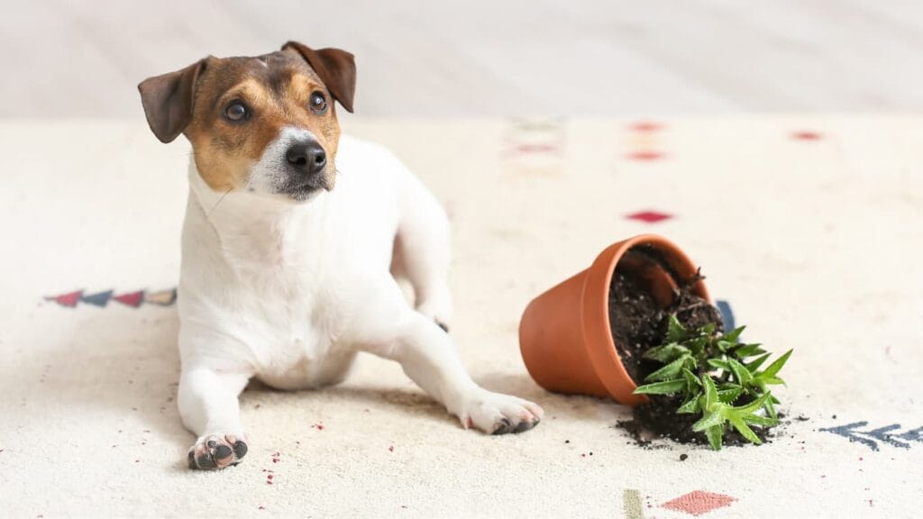 Mały pies rasy Jack Russell Terrier leży przy rozbitej doniczce na dywanie