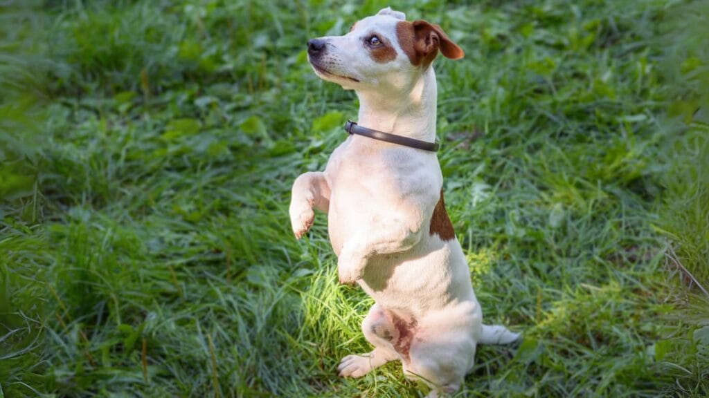 Pies rasy Jack Russell Terrier wykonuje komendę poproś na zielonej trawie