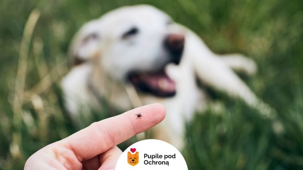 Na pierwszym planie ręka z kleszczem na palcu, w tle rozmazany jasny pies razy labrador retriever