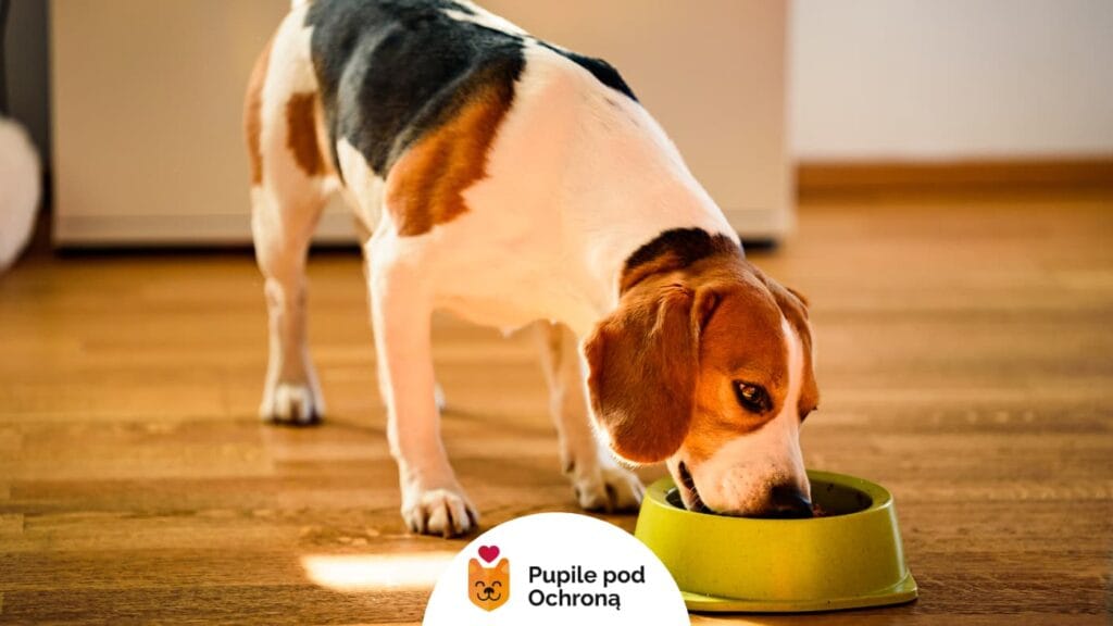 Pies rasy Beagle je karmę z zielonej miski.