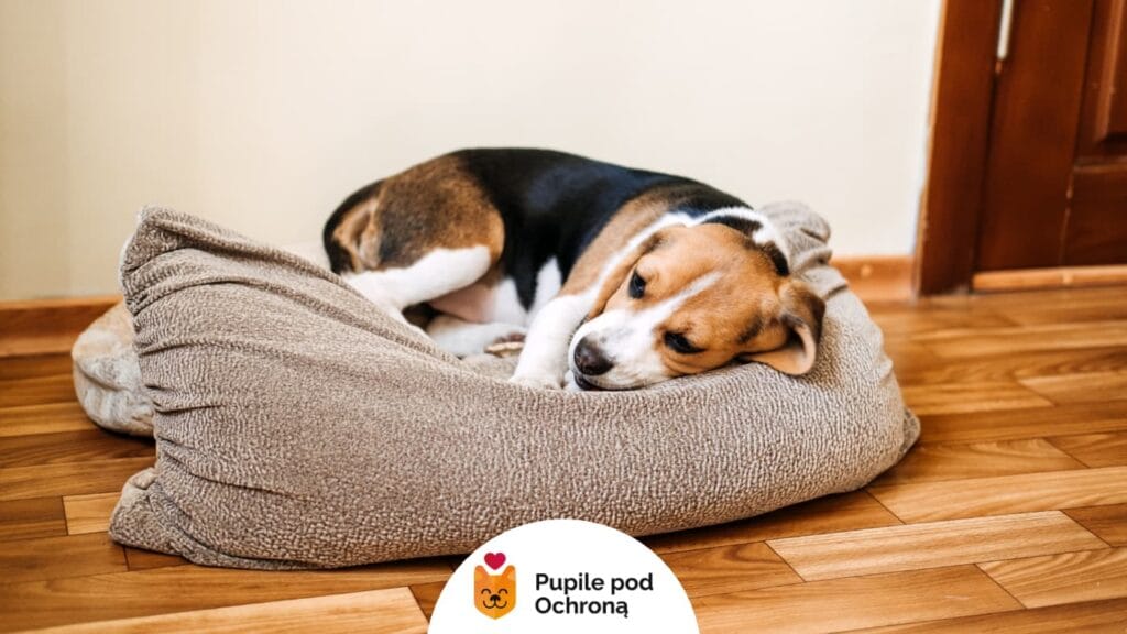 Pies rasy Beagle leży na swoim posłaniu
