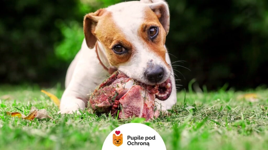 Biało-brązowy pies rasy Jack Russell Terrier leży na trawie i je mięso