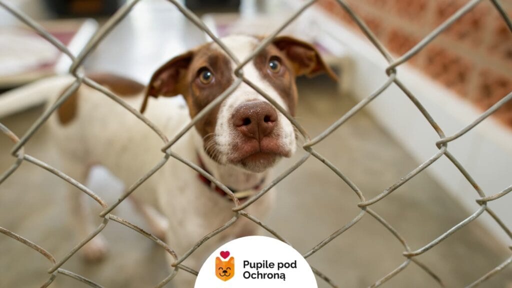 Adopcja psa ze schroniska. Biały pies w typie pitbulla patrzy na człowieka zza ogrodzenia w kojcu
