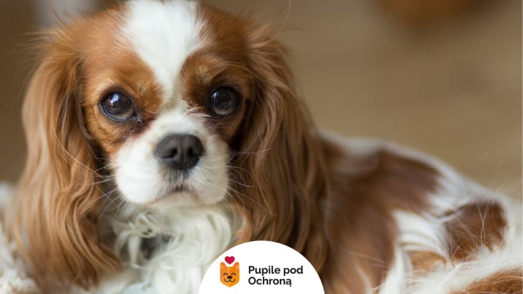9 ras psów do małego mieszkania. Mały pies rasy cavalier king charles spaniel leży i patrzy w obiektyw