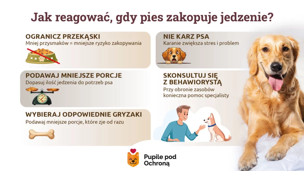 Infografika przedstawia w jaki sposób reagować, gdy pies zakopuje jedzenie