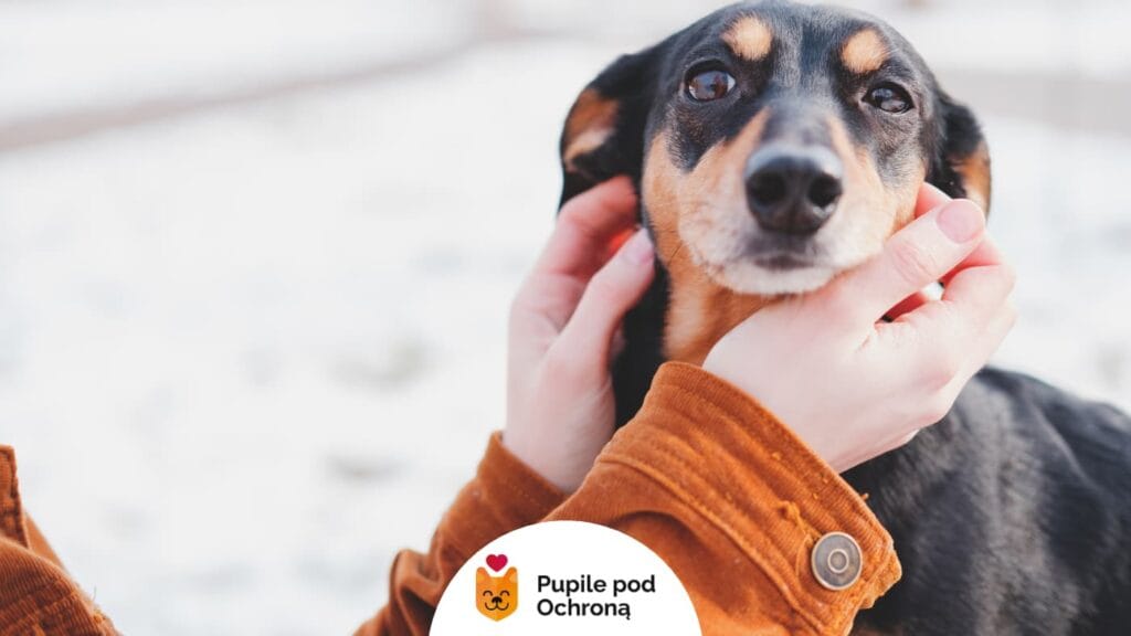 Adopcja psa ze schroniska. Czarny, podpalany pies jest głaskany przez człowieka
