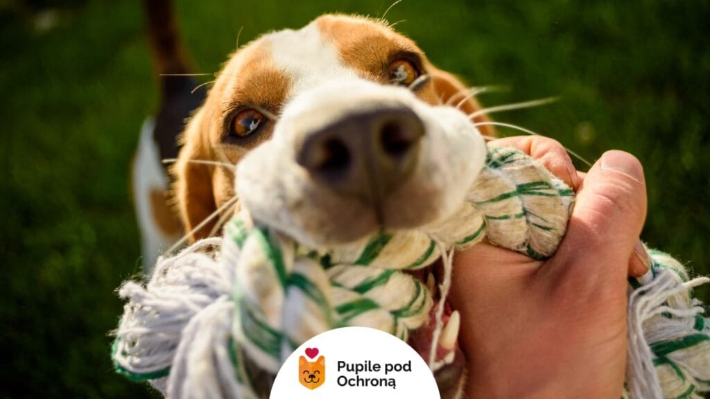 Pies rasy Beagle bawi się szarpakiem z człowiekiem.