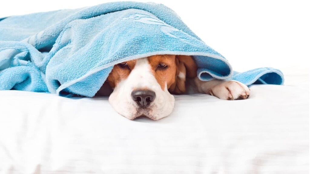 Pies rasy Beagle leży na łóżku pod ręcznikiem.