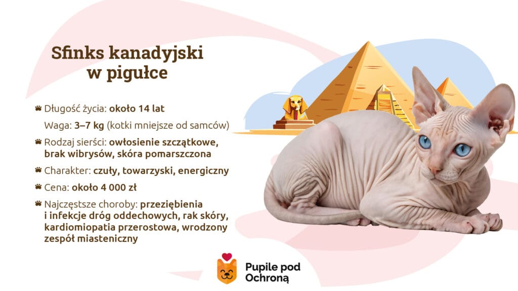  Grafika informacyjna podsumowuje najważniejsze dane dotyczące rasy sfinks kanadyjski. Zawiera informacje o przewidywanej długości życia (ok. 14 lat), wadze (3-7 kg), charakterze (czuły, towarzyski), cenie kociaka (ok. 4000 zł) oraz najczęstszych chorobach, takich jak kardiomiopatia przerostowa. 