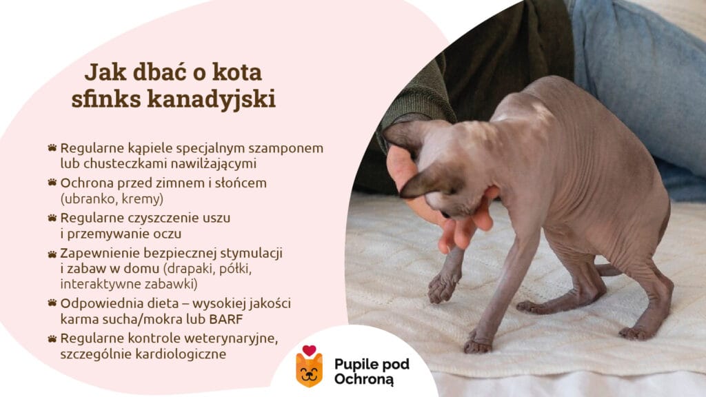  Infografika o tym, jak dbać o kota rasy sfinks kanadyjski, z poradami na temat kąpieli, ochrony skóry, diety i zabaw. Grafika przedstawia zasady prawidłowej opieki nad kotem rasy sfinks kanadyjski. Wymieniono w niej kluczowe czynności pielęgnacyjne, takie jak regularne kąpiele, ochrona skóry przed zimnem i słońcem, czyszczenie uszu i oczu, zapewnienie odpowiedniej diety oraz regularne kontrole weterynaryjne.  To cenne źródło wiedzy dla każdego właściciela sfinksa.
