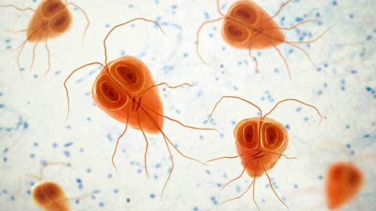 giardia lamblia w powiększeniu pod mikroskopem