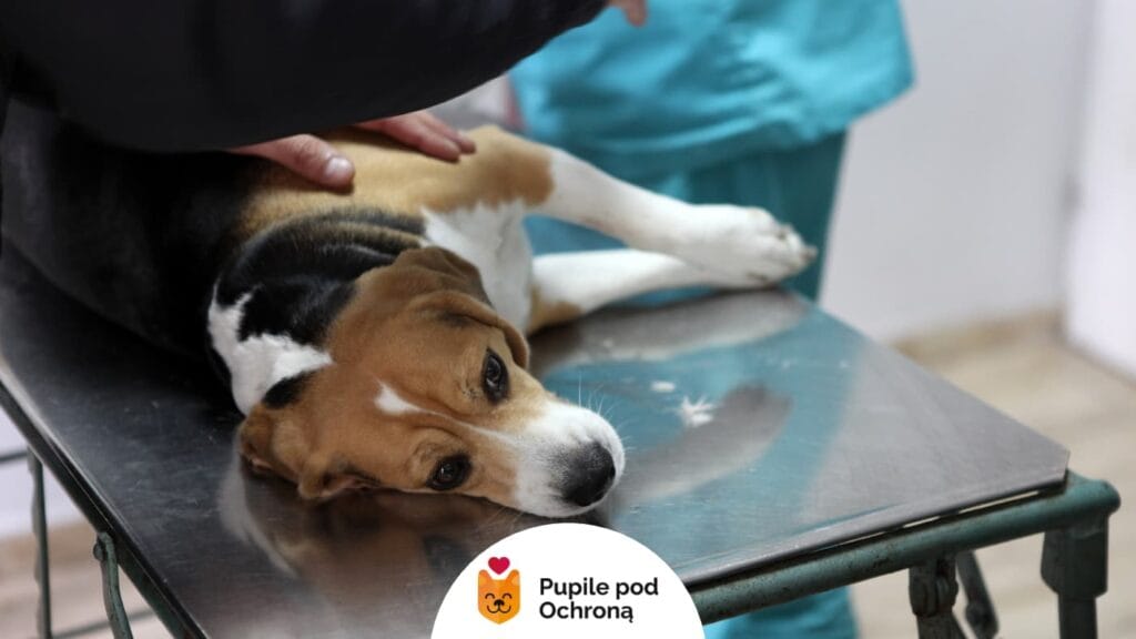 pies rasy beagle leży na stole u weterynarza, który sprawdza mu brzuch. Giardia lamblia u psa.