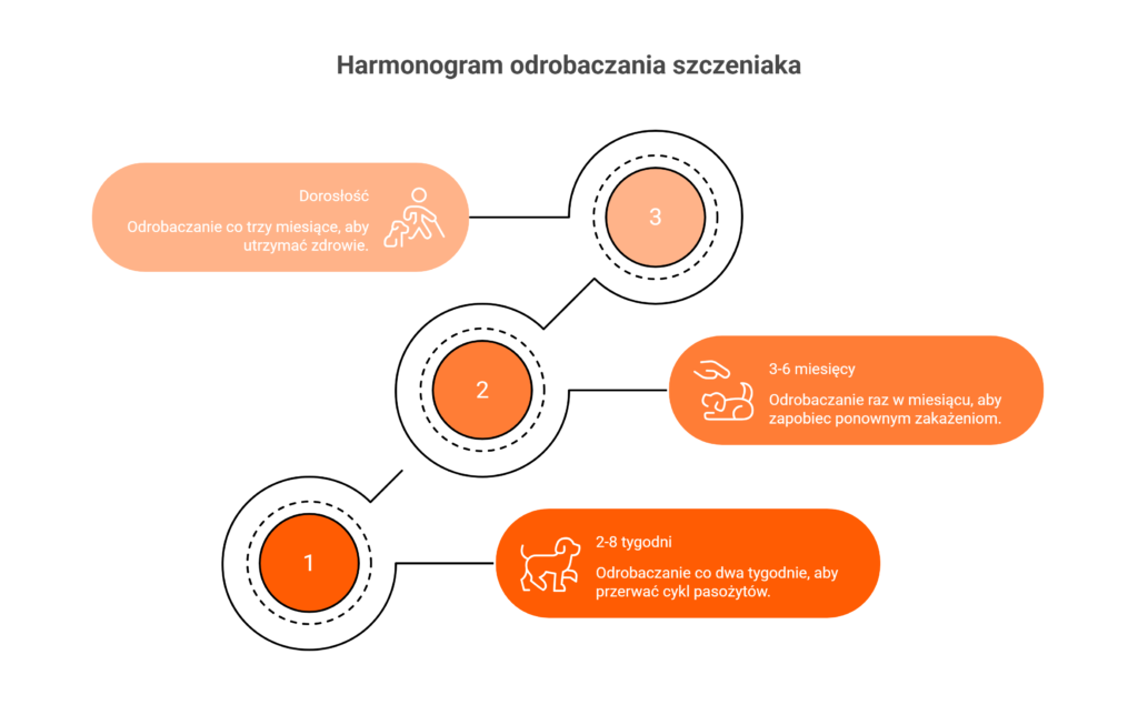 Infografika przedstawiająca harmonogram odrobaczania szczeniaka w zależności od wieku psa.