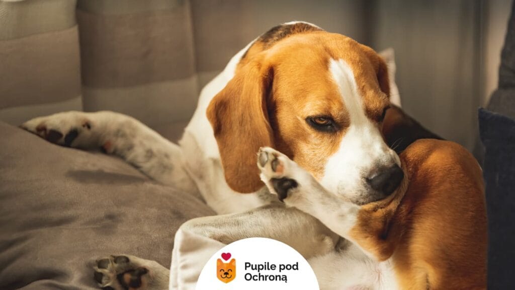 pies w typie rasy beagle leży na kanapie i iska nogę