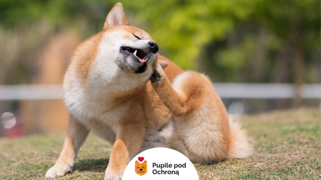 pies w typie rasy shiba inu drapie się w ucho