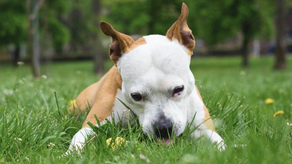 pies rasy pitbull leży na trawie i zjada coś z ziemi