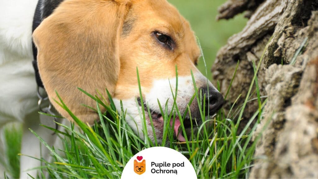 pies rasy beagle zjada coś leżącego na trawie, obok jest drzewo. Pies zjada kupy