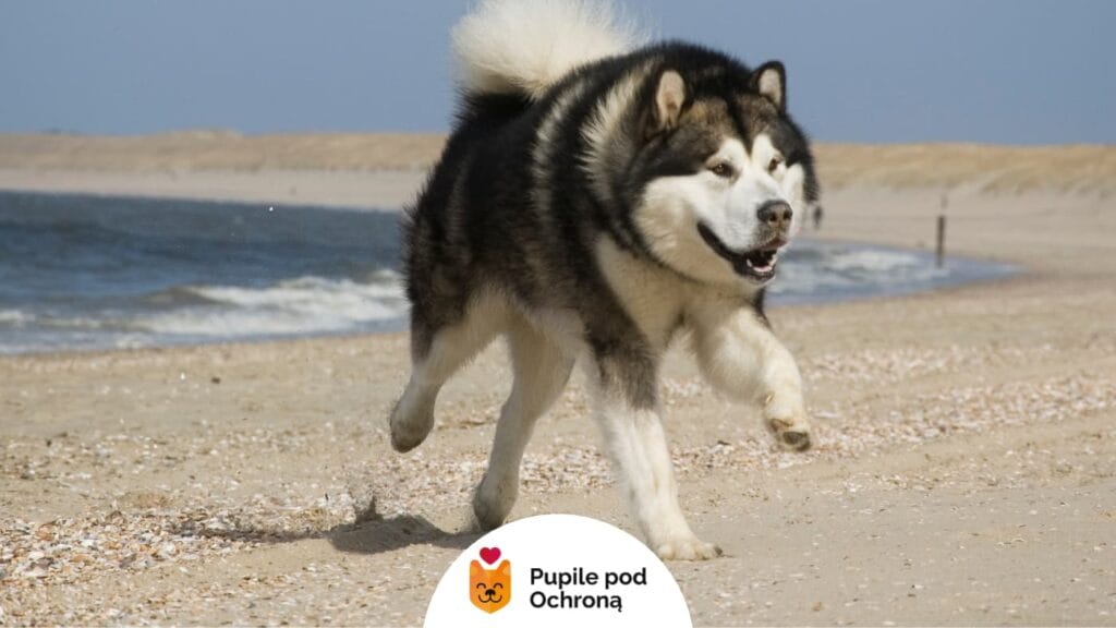 Duży pies rasy alaskan malamute biegnie po piaszczystej plaży. Jego puszysty ogon jest podniesiony, a pysk otwarty. W tle morze i linia brzegu.