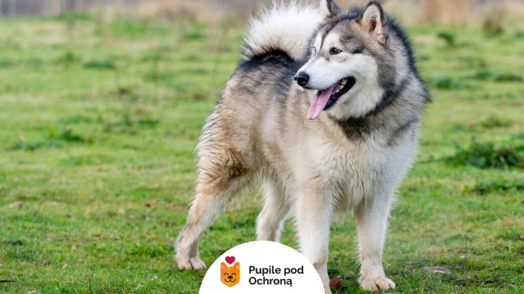 Duży pies o puszystym futrze rasy alaskan malamute stojący na zielonej trawie. Jego język wystaje, a wzrok skierowany jest w prawo. W tle rozmyte pole.