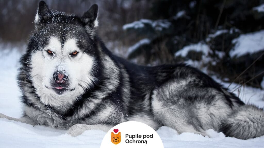Alaskan malamute o czarno-białym umaszczeniu leży na śniegu. Jego pysk pokryty jest śniegiem, a intensywne spojrzenie skierowane jest w stronę aparatu. W tle zima, drzewa i białe podłoże.