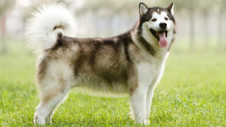 Alaskan Malamute z uniesionym ogonem stoi na zielonej trawie w słoneczny dzień. Jego pysk jest otwarty, jakby się uśmiechał, a futro błyszczy w słońcu.