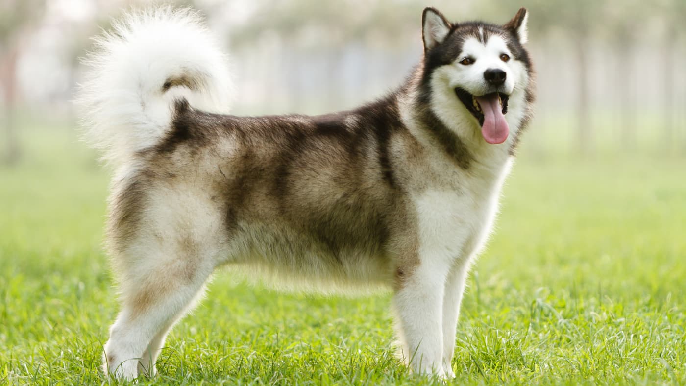 Alaskan Malamute z uniesionym ogonem stoi na zielonej trawie w słoneczny dzień. Jego pysk jest otwarty, jakby się uśmiechał, a futro błyszczy w słońcu.