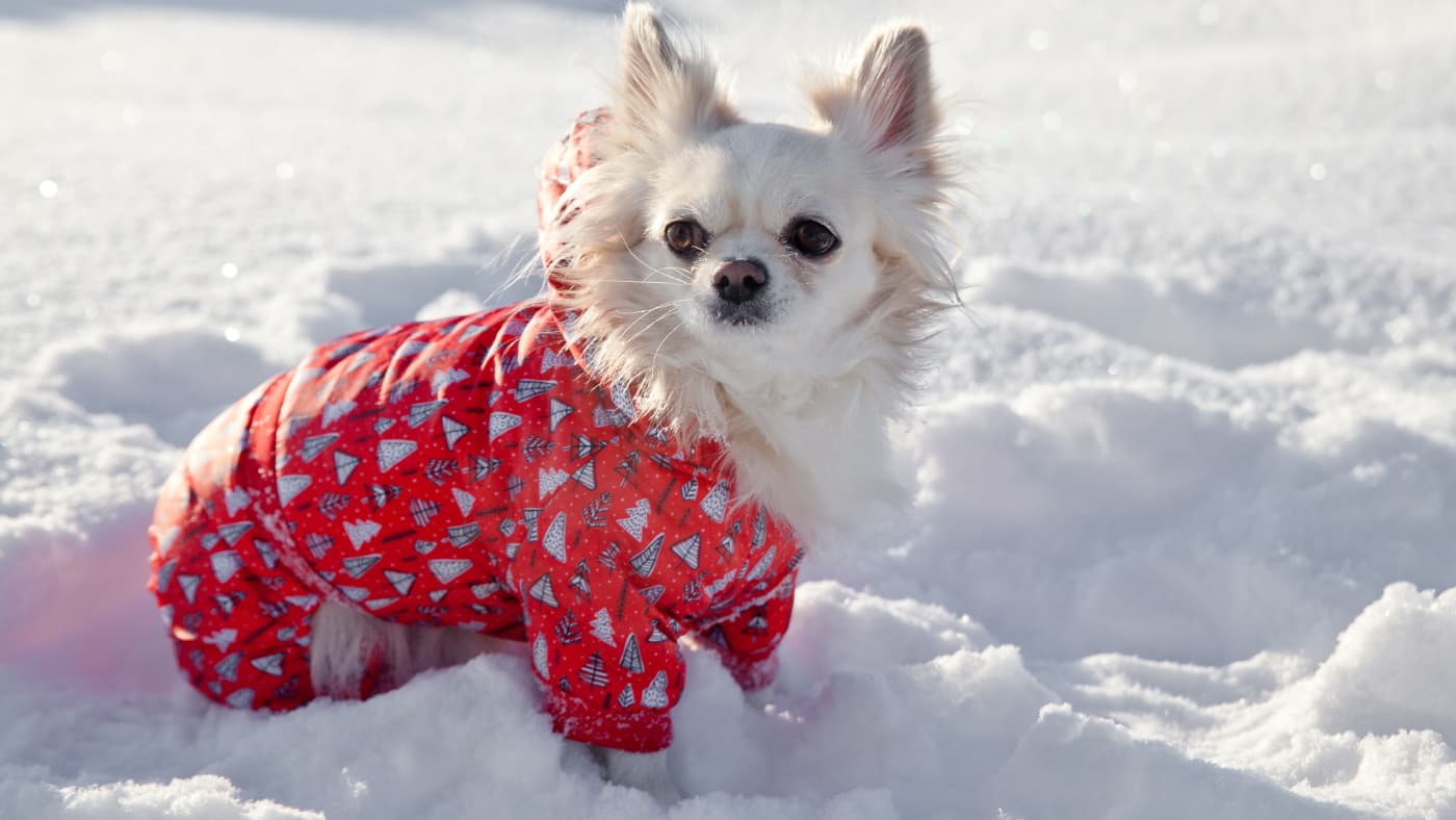 Mały piesek rasy Chihuahua o białej sierści siedzi na śniegu, ubrany w czerwoną kurtkę z wzorem choinek. Jego uszy są uniesione, a tło pokryte jest jasnym śniegiem.